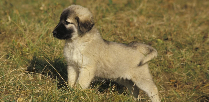 Anatolian Shepherd Dog pup standing