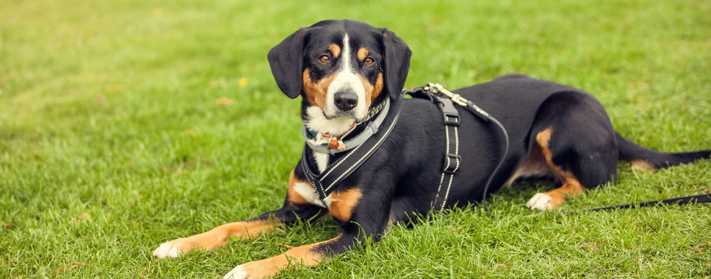 Appenzeller Sennenhund with harness laying in grass