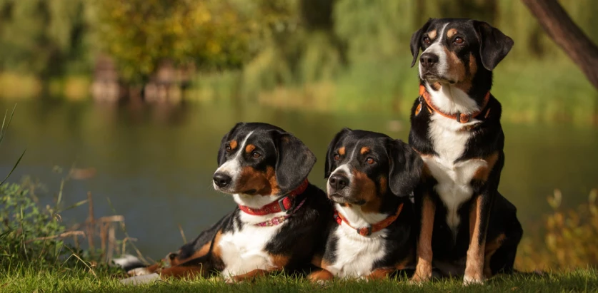 Appenzeller Sennenhund dogs together
