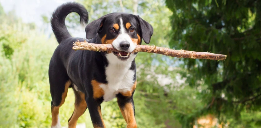 Appenzeller Sennenhund holding a stick