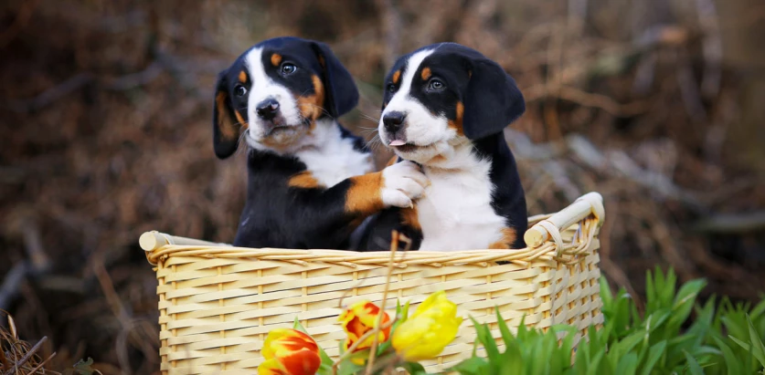 Appenzeller Sennenhund pups in a basket