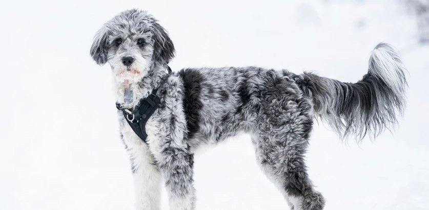 Aussiedoodle standing side view in snow