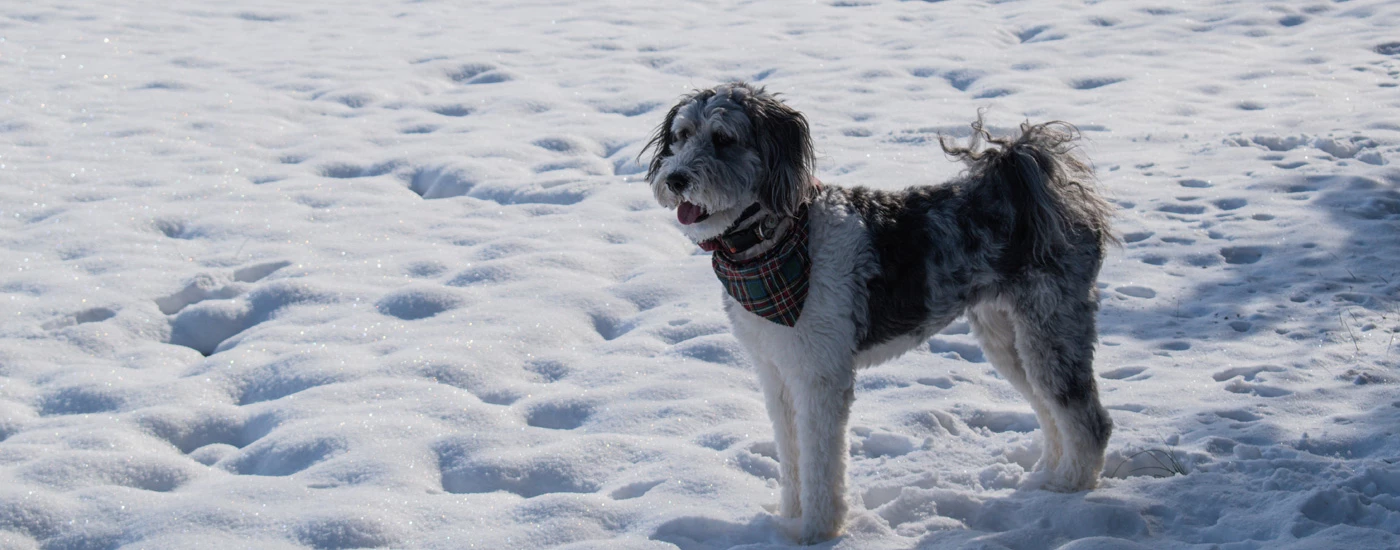 Aussiedoodle standing in snow