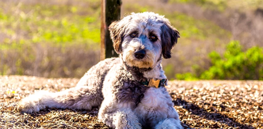 Aussiedoodle laying down facing front