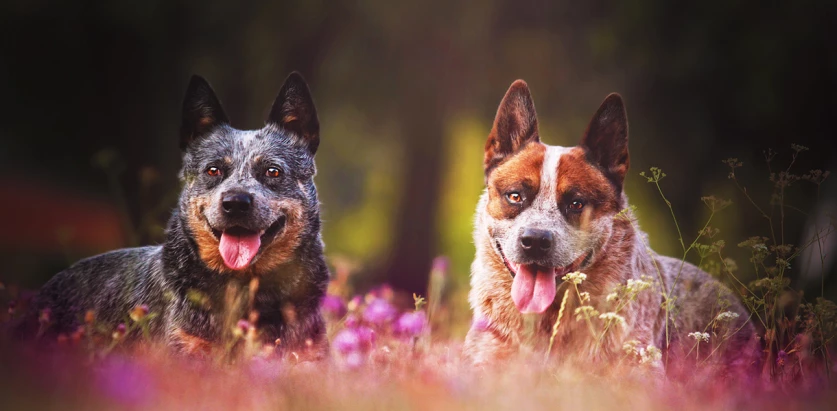 Australian Cattle Dogs laying down on a pink flower bed