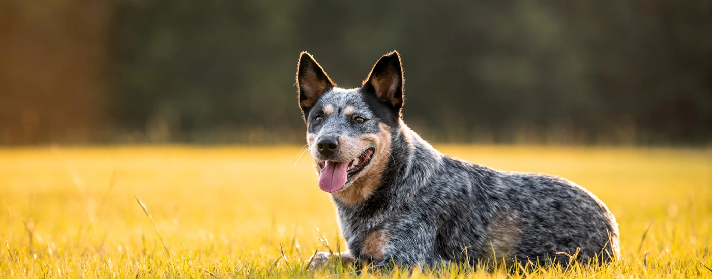 Australian Cattle Dog laying down on grass
