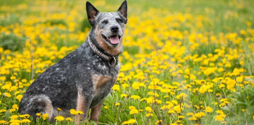 Australian Cattle Dog sitting on a yellow flower bed
