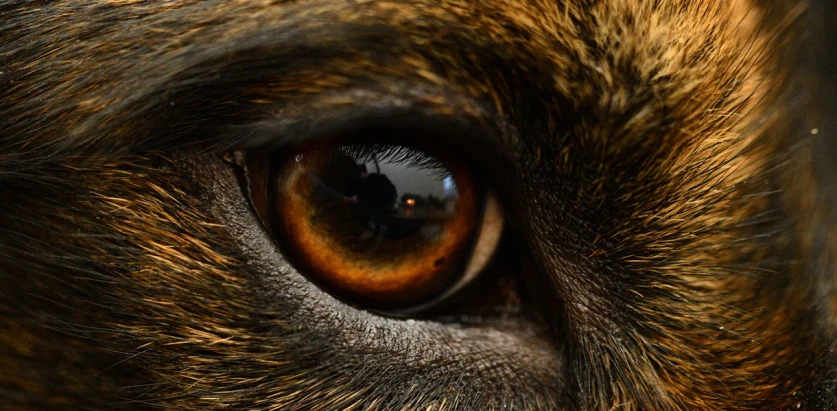 Australian Retriever eye close up