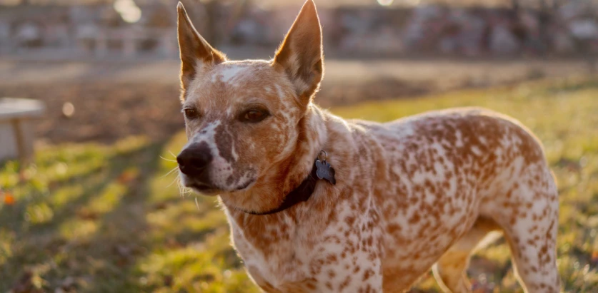 Australian Stumpy Tail Cattle Dog white and tan facing front