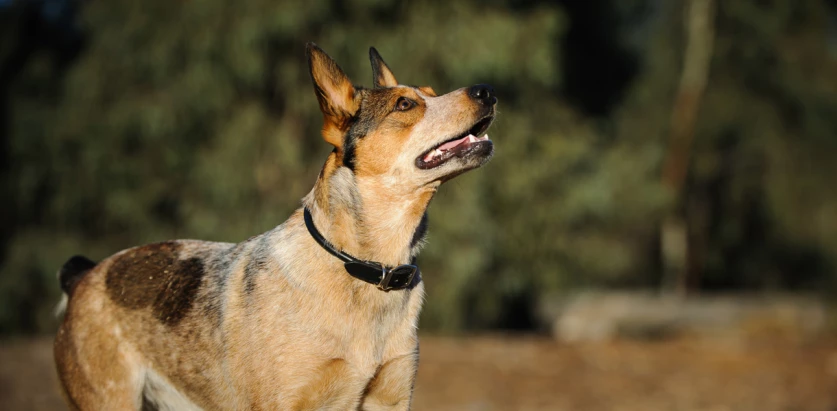 Australian Stumpy Tail Cattle Dog black white and tan looking up