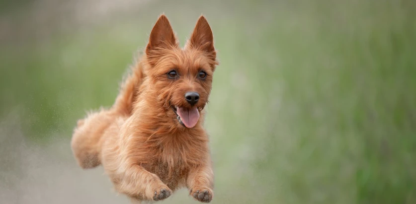Australian Terrier leap