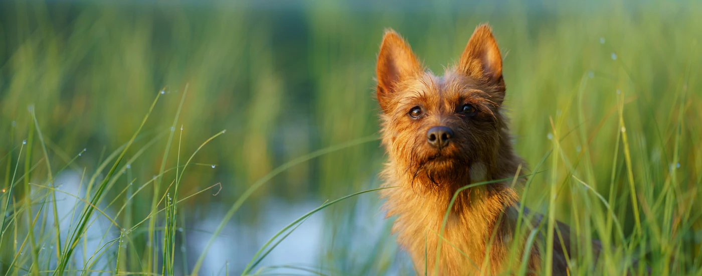 Australian Terrier facing front surrounded by grass