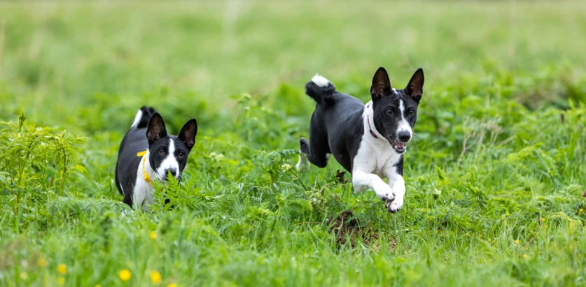 Basenji dogs running on grass