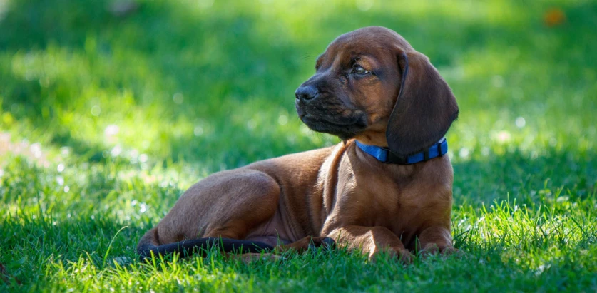 Bavarian Mountain Hound pup laying in grass