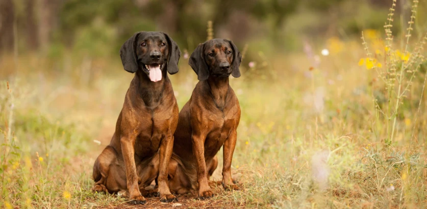 Bavarian Mountain Hound dogs sitting together
