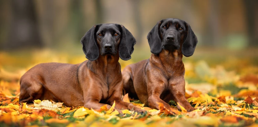 Bavarian Mountain Hound dogs laying on leaves