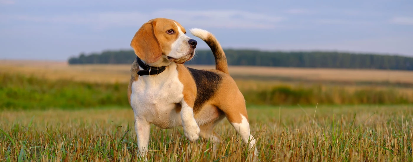 Beagle standing in a field