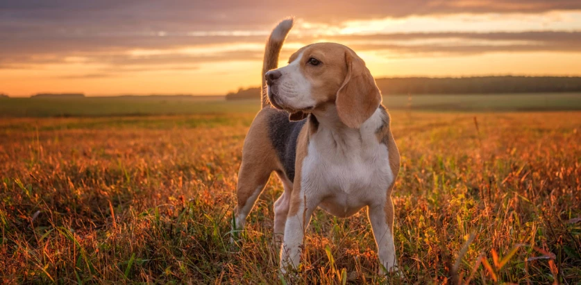 Beagle standing front view