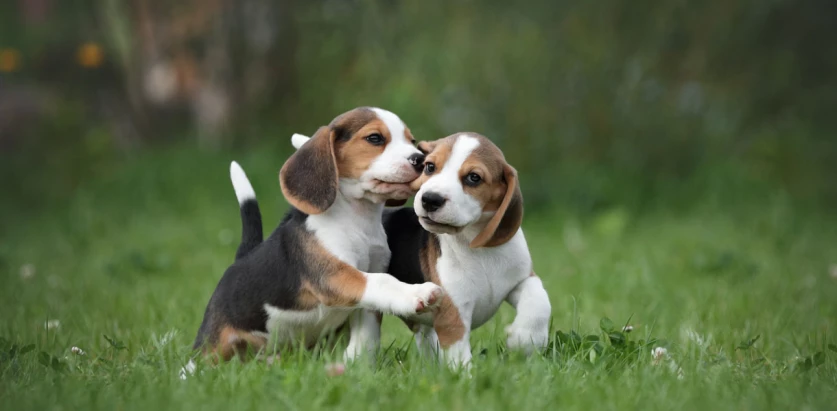 Beagle pups playing