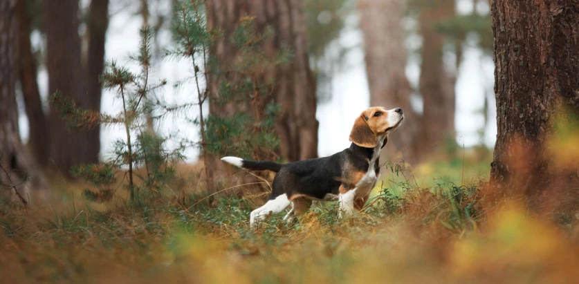Beagle standing in the woods