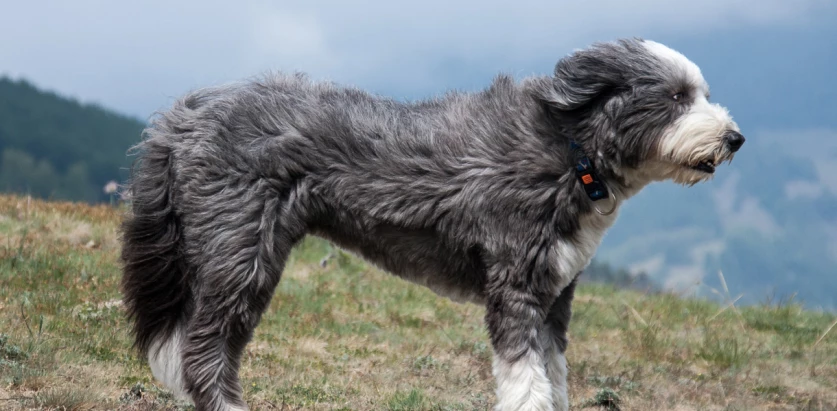 Bearded Collie standing side view