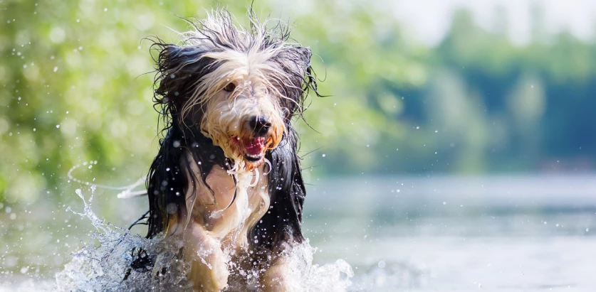 Bearded Collie running in the water