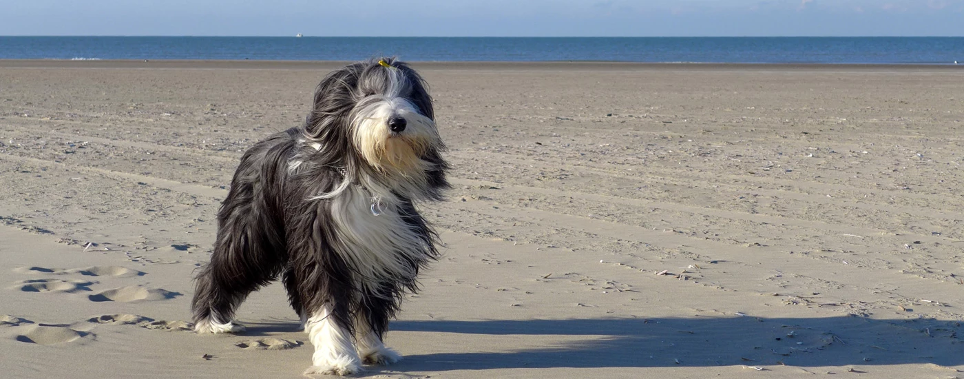 Bearded Collie standing on sand