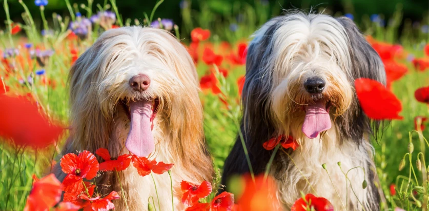 Bearded Collie dogs sitting in a flower field