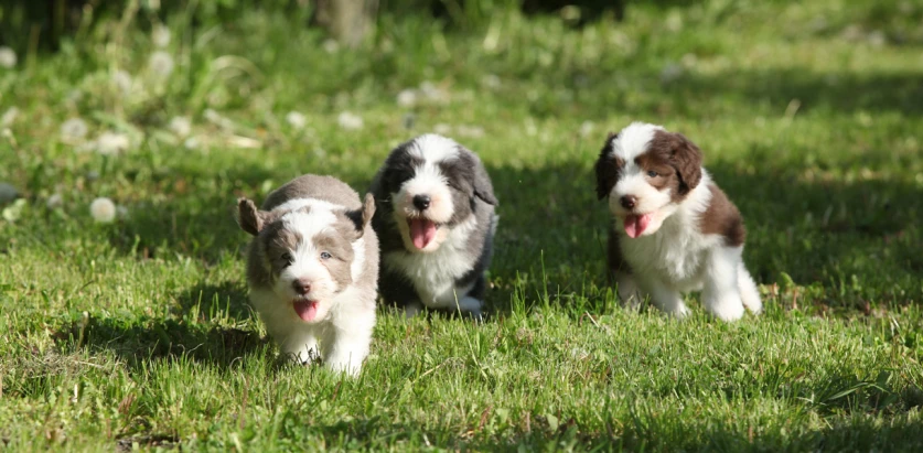 Bearded Collie pups