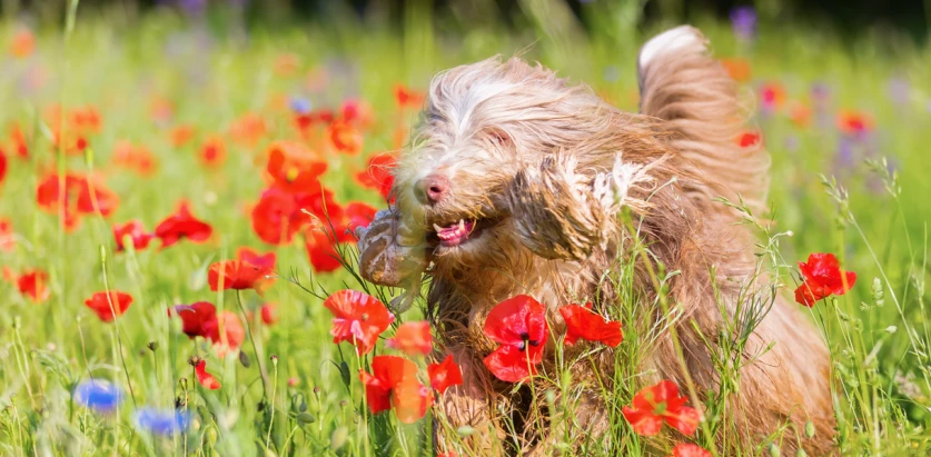 Bearded Collie in a flower field