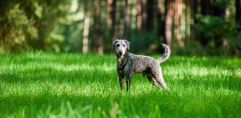 Bedlington Terrier standing on grass