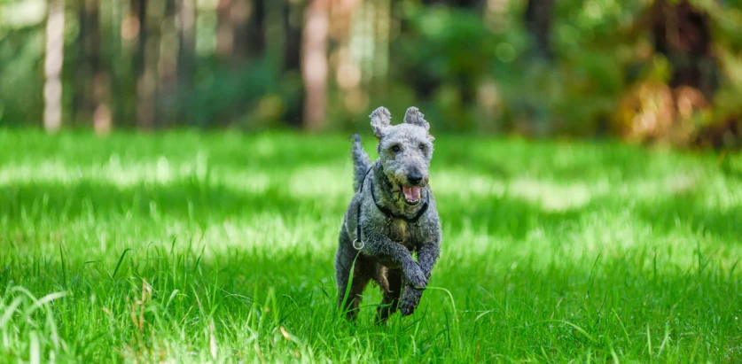 Bedlington Terrier running front view