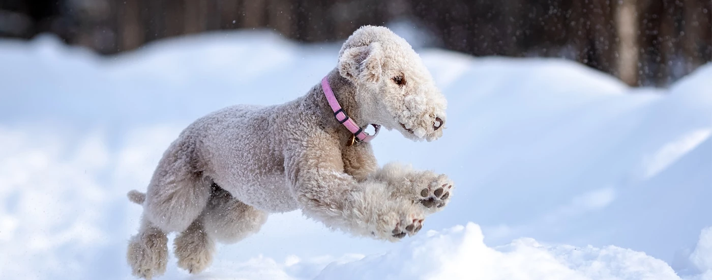 Bedlington Terrier leap