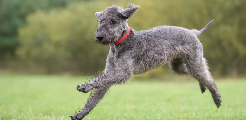 Bedlington Terrier running