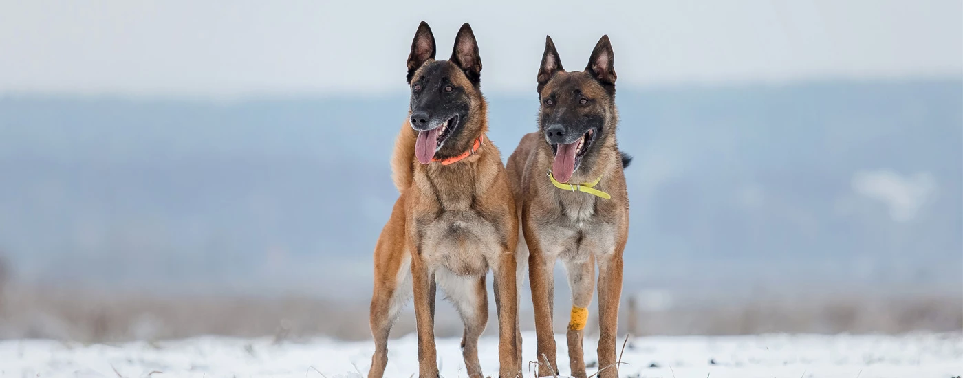 Belgian Malinois dogs standing in snow