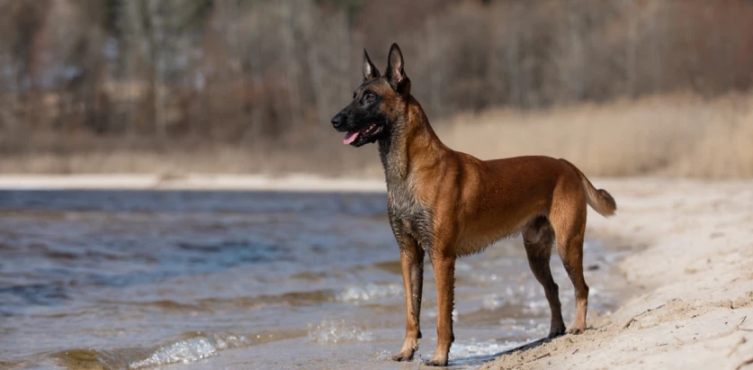 Belgian Malinois standing by the water