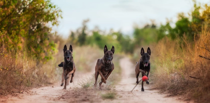 Belgian Malinois dogs running