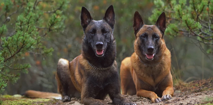 Belgian Malinois dogs laying down on the ground