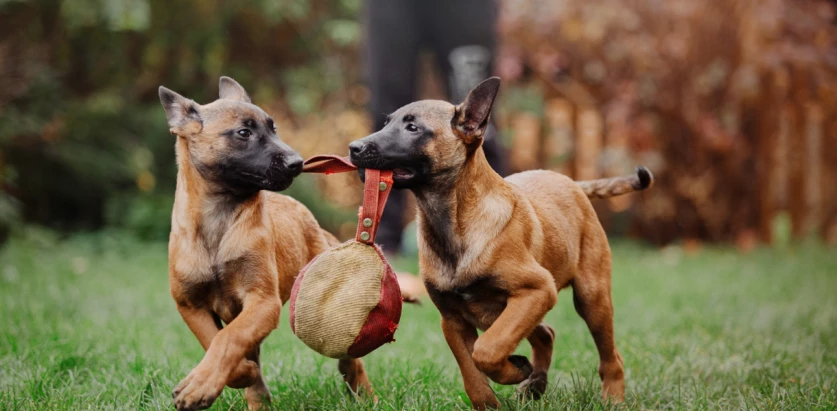 Belgian Malinois dogs playing