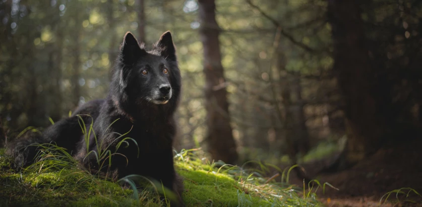 Belgian Sheepdog laying in the woods