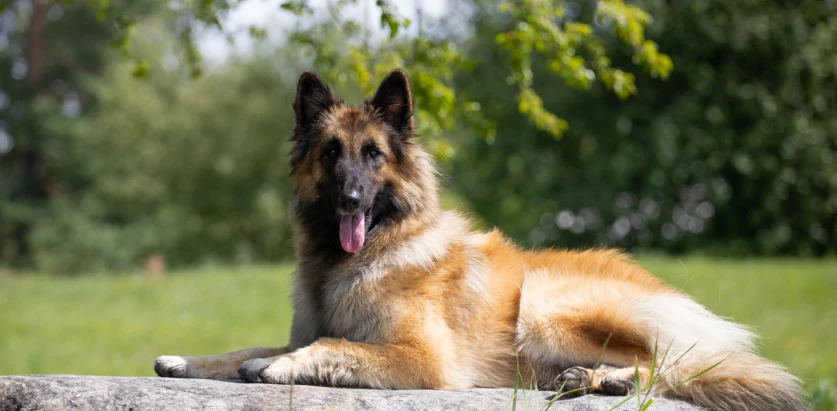 Belgian Tervuren laying outside on a sunny day