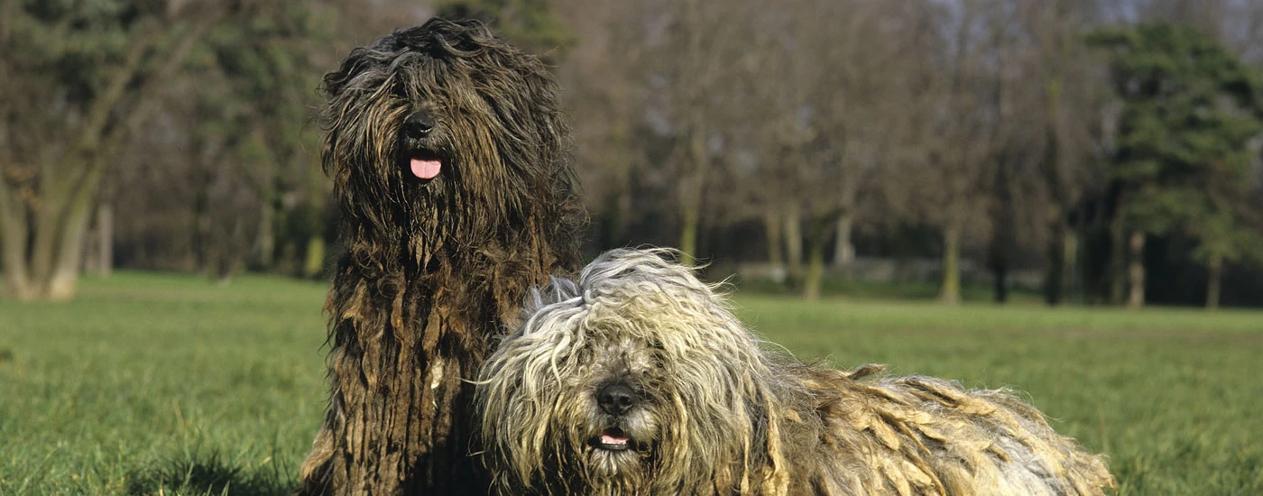 Bergamasco Sheepdog dogs together in a field