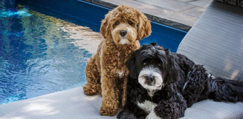 Bernedoodle dogs by the pool