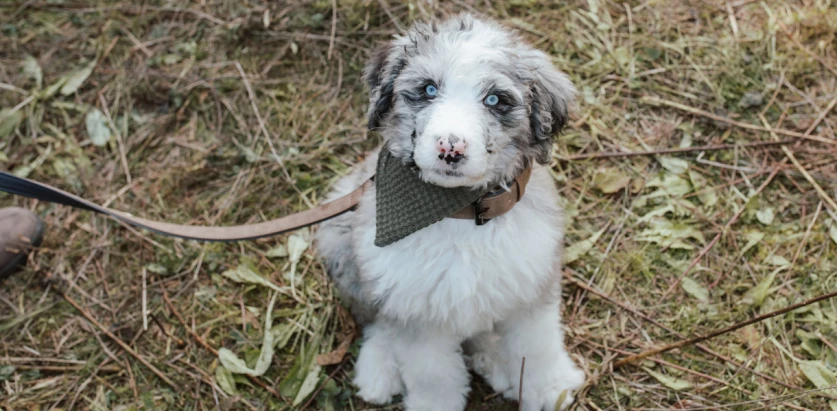 Bernedoodle pup blue eyes