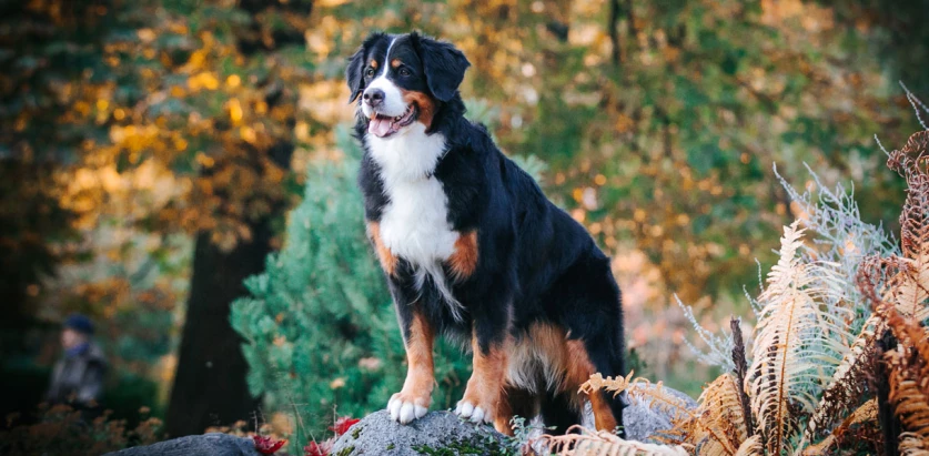 Bernese Mountain Dog standing on a rock