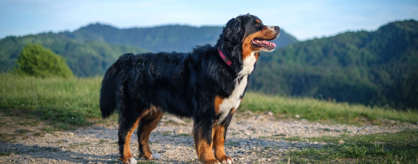 Bernese Mountain Dog standing side view