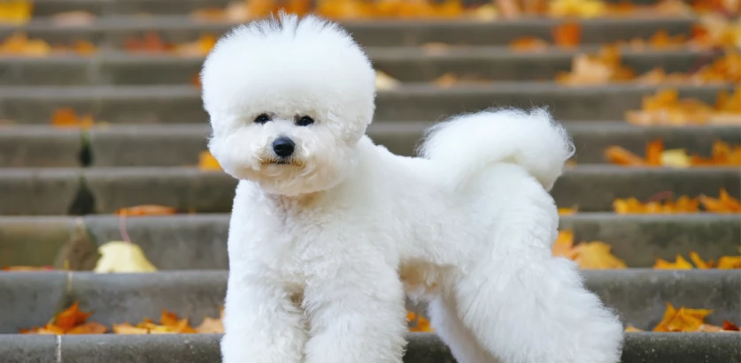 Bichon Frise side view groomed