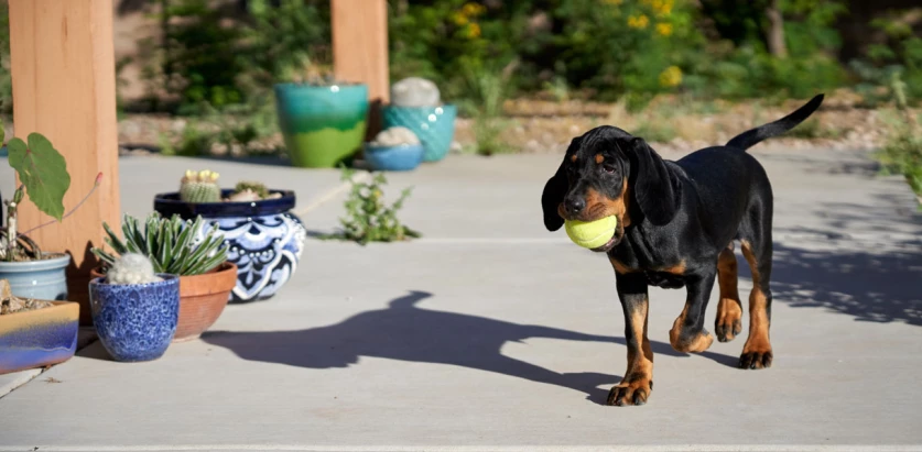 Black and Tan Coonhound holding a ball