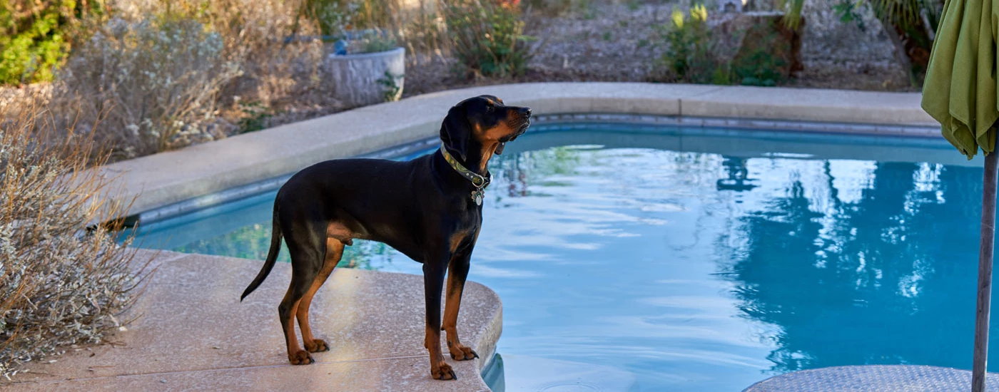 Black and Tan Coonhound standing by the pool
