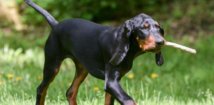 Black and Tan Coonhound holding a stick